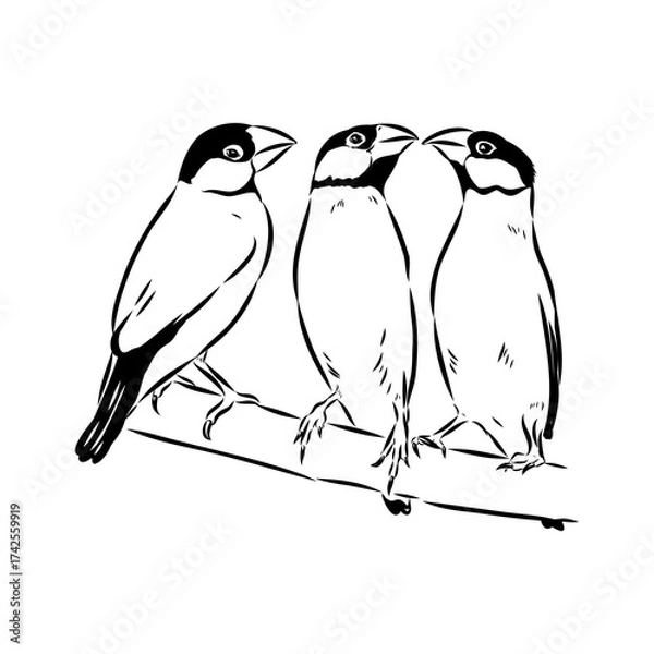 Fototapeta Amadina bird, vector sketch