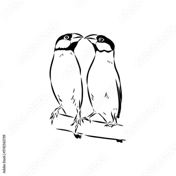 Fototapeta Amadina bird, vector sketch