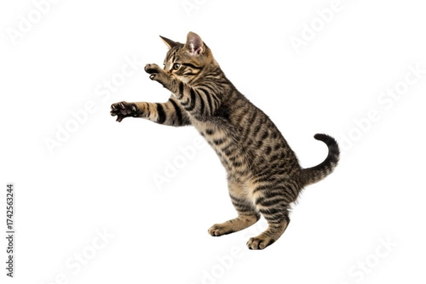 Fototapeta A young tabby cat mid-jump, paws reaching forward as if playing with an invisible toy