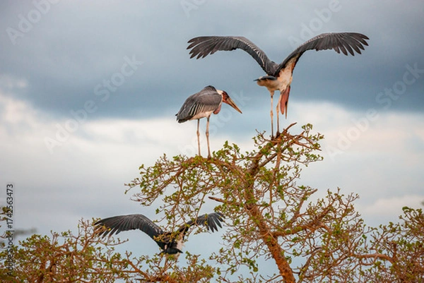 Obraz South Africa, Kruger National Park, Marabou Stork (Leptoptilos crumenifer)
