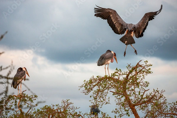 Obraz South Africa, Kruger National Park, Marabou Stork (Leptoptilos crumenifer)