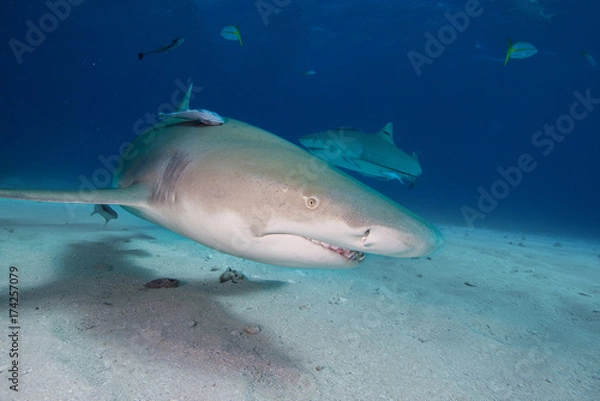 Fototapeta Lemon shark.
