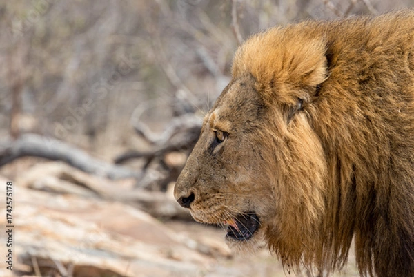 Obraz South Africa, Kruger National Park, Lion (Panthera leo), male