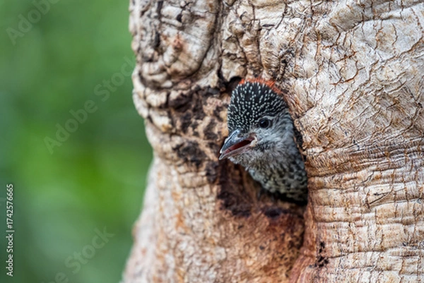 Obraz Bennett's Woodpecker (Campethera bennettii)