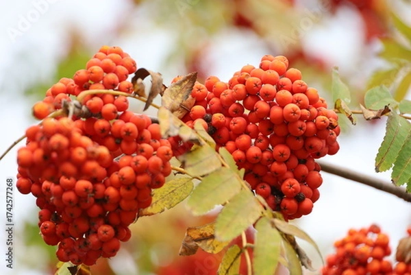 Fototapeta Red rowan berries growing on a tree branches with yellow leaves. Colors of autumn nature, medicinal berries of mountain-ash