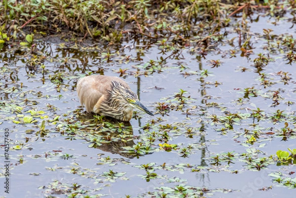 Obraz Squacco Heron (Ardeola ralloides)