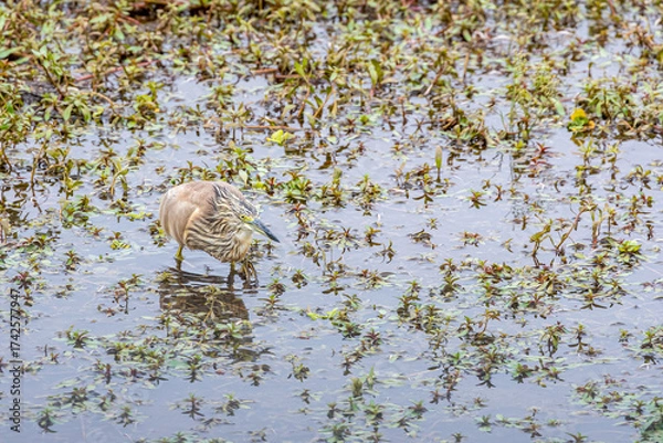 Obraz Squacco Heron (Ardeola ralloides)