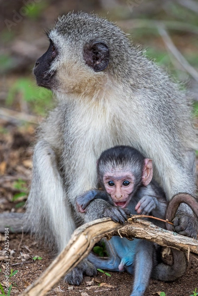 Obraz Vervet Monkey (Chlorocebus pygerythrus)