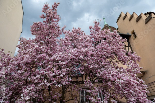 Fototapeta lilac tree in bloom