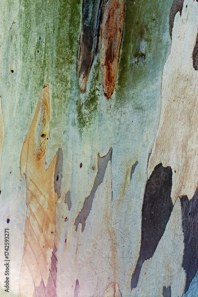 Fototapeta Close up of eucalyptus tree bark texture background with natural colored spotted pattern and Detailed rough grainy wooden surface, macro photo for eco-friendly, nature designs, botanical pattern