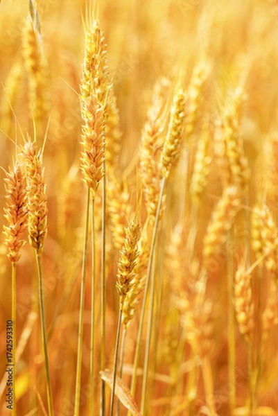 Fototapeta Golden Wheat field background, ripening ears of wheat on field at natural light. Yellow ripe grains bread crop, good harvest in agricultural field, autumn season. Crops field grain culture at sunlight