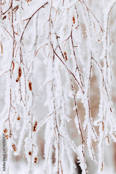 Fototapeta Frost-covered branches as winter nature pattern, white closeup snow birch tree twigs with catkins, frozen tree against cold, snowy backgrounds. Natural aesthetic wintertime scenery