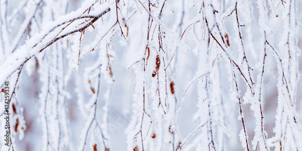Fototapeta Winter birch tree branches snow covered, white blue color nature, detailed close-up frost branches with delicate ice crystals as natural scenic banner, wintry frozen background, serene tranquil mood