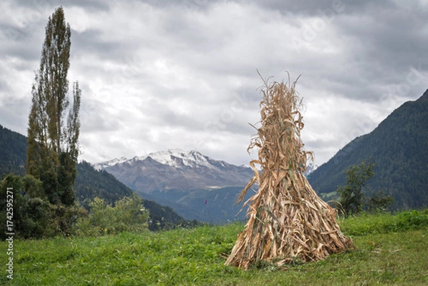 Fototapeta Traditional corn / maize shock drying in a green alpine meadow before snow-capped mountains, evoking rustic autumn traditions, ideal for seasonal or agricultural ads.