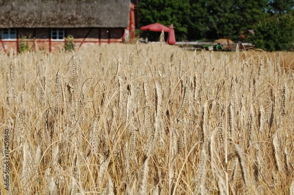Obraz Weizenfeld im Sommer