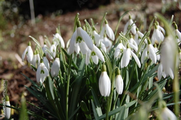 Obraz Schneeglöckchen