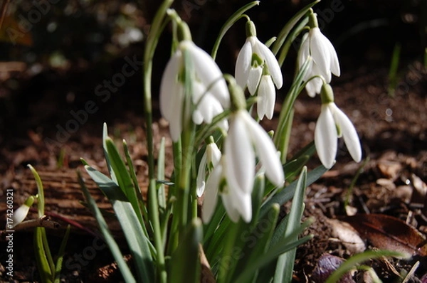 Obraz Schneeglöckchen