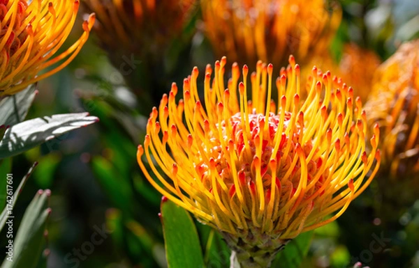 Obraz Pincushion (Leucospermum cordifolium), George.