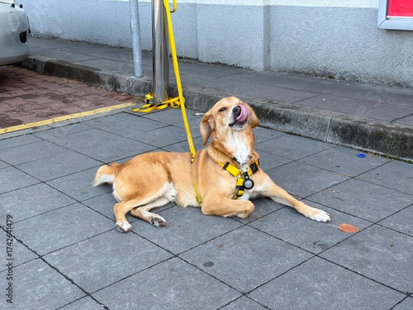 Fototapeta Dog resting on city sidewalk with yellow harness and leash, tongue sticking out. Urban daily life, pet companionship, and waiting moments in public spaces.