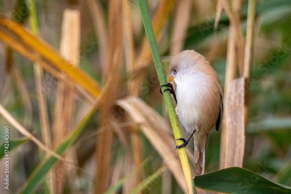Obraz white breasted roller