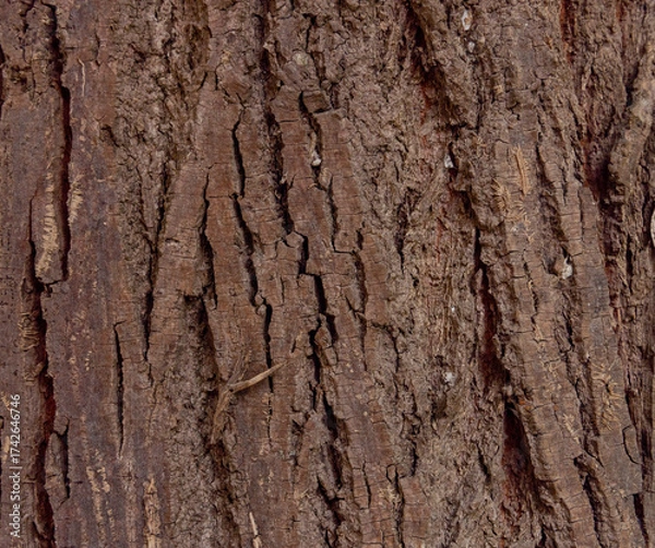 Fototapeta Olive tree bark pinaster trunk symbol. Texture made of olive tree bark . Beautiful olive tree bark trunk background. Greece, Conceptual image. Peaceful nature.
