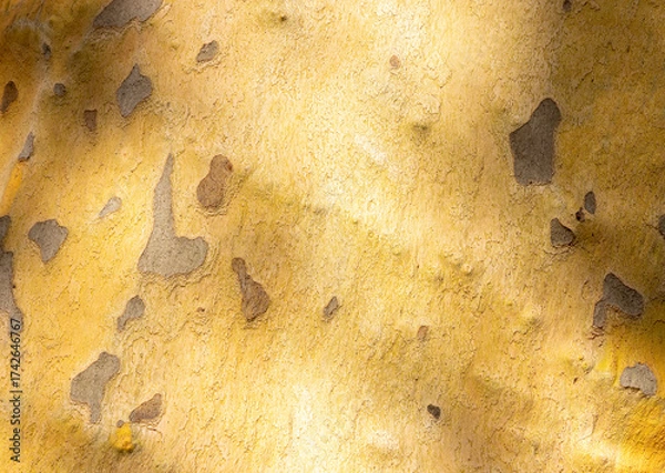 Fototapeta Platan, Platane, Platanus sycamore, plane tree trunk symbol. Texture made of Platan, Platane, sycamore, plane tree bark. Beautiful Platan tree trunk background. Conceptual image. Peaceful nature.