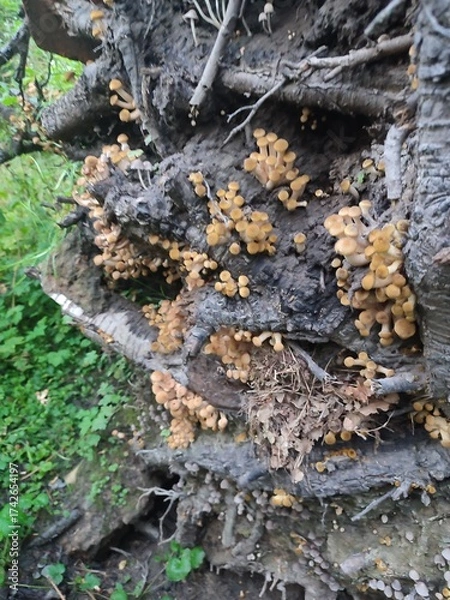 Obraz mushrooms in the roots of the stump. Armillaria mellea