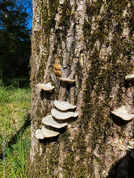 Fototapeta Wild Mushrooms Growing on Tree Bark in Forest