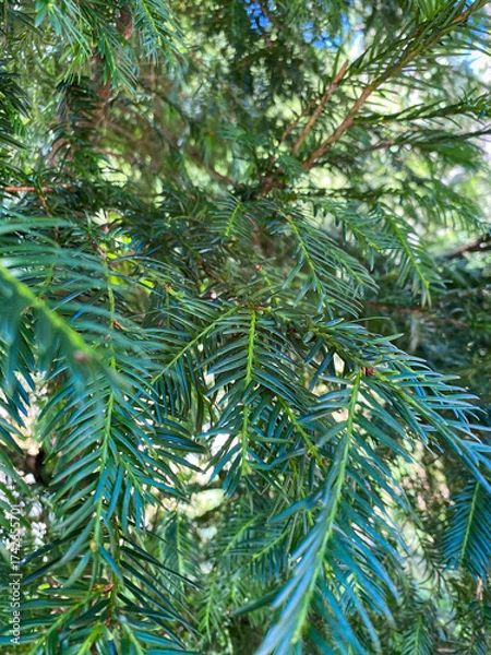 Fototapeta Closeup of Evergreen Conifer Branch with Green Needles