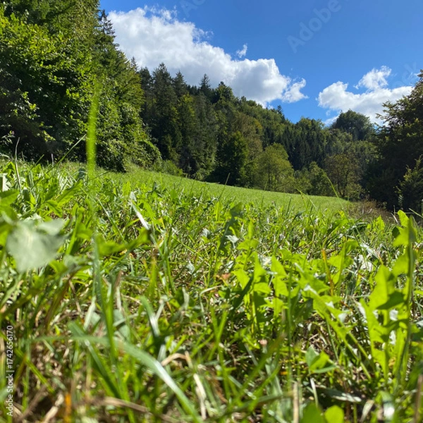 Fototapeta A valley in the Alps, a perfect lawn flooded with light and a coniferous forest