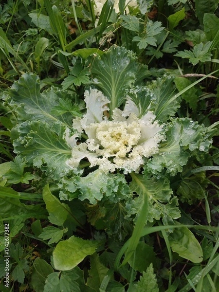 Obraz Decorative cabbage. A garden plant.