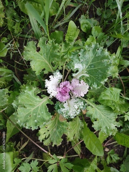 Obraz Decorative cabbage. A garden plant.