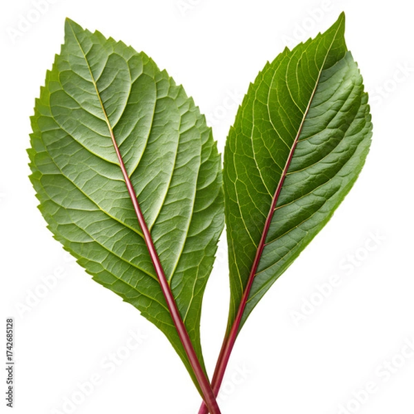 Fototapeta Two vibrant green leaves with red stems on black background plant nature