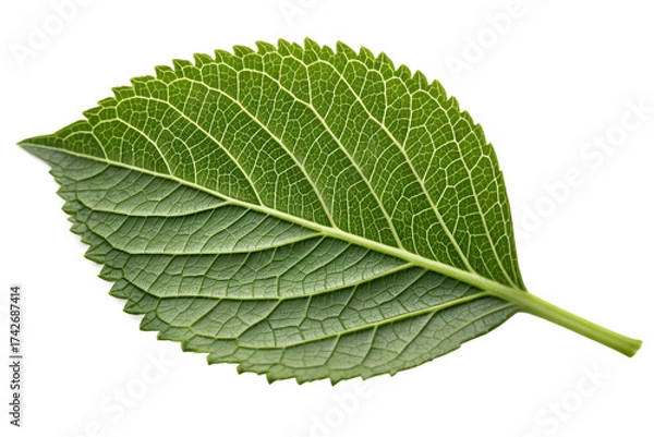 Fototapeta Close up of a green leaf with intricate vein patterns on black background veins texture
