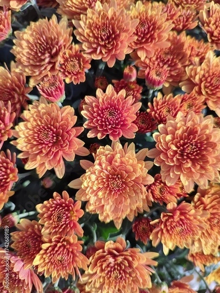Obraz Flowers in autumn. Chrysanthemum