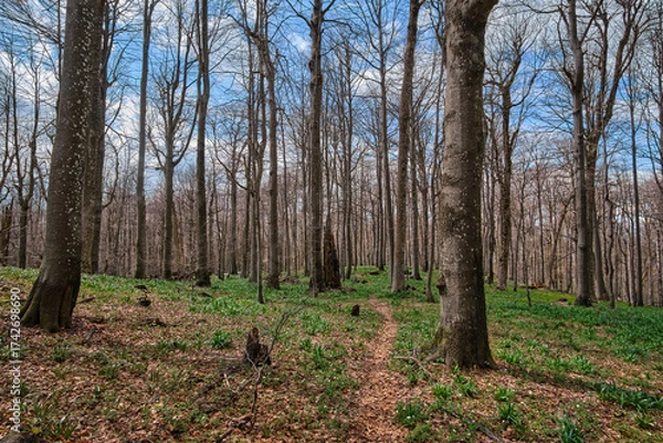 Fototapeta A narrow path in a springtime beech forest, surrounded by wildflowers.