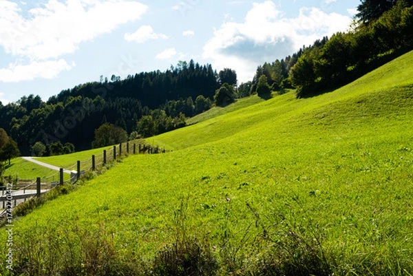 Fototapeta A valley in the Alps, a perfect lawn flooded with light and a coniferous forest