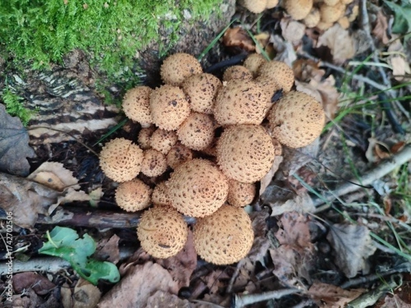 Obraz mushrooms in the roots of the stump. Pholiota squarrosa