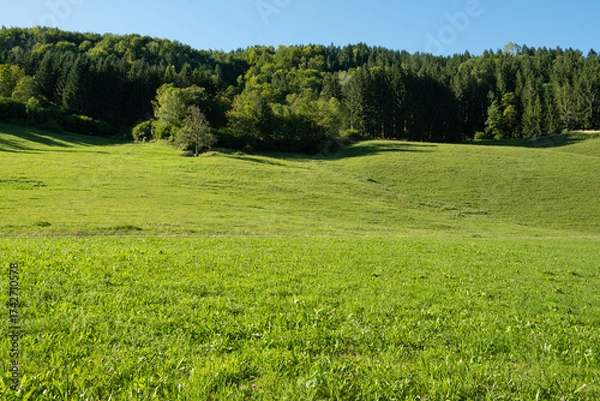 Fototapeta A valley in the Alps, a perfect lawn flooded with light and a coniferous forest
