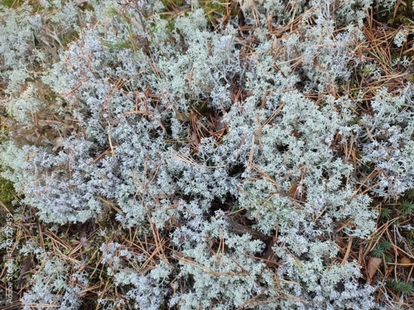 Obraz Cladonia rangiferina in the forest