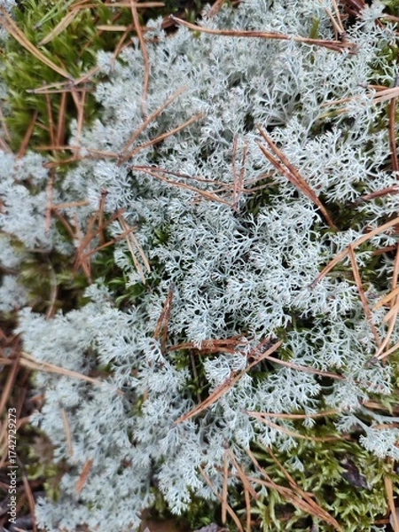 Obraz Cladonia rangiferina in the forest