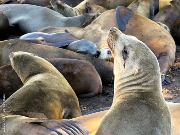 Fototapeta California Sea Lion Colony Resting in Monterey Bay