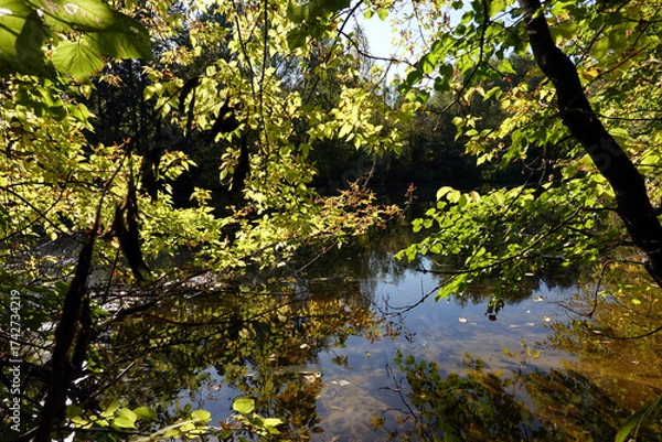 Fototapeta Autumn landscape with close up tree branches with yellow leaves on riverside around still water on bright sunny day in golden autumn