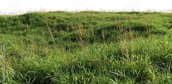 Fototapeta 3d render of a green grass field, isolated over transparent background, PNG cut-out	
