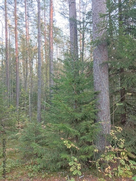 Obraz cozy pine forest in autumn