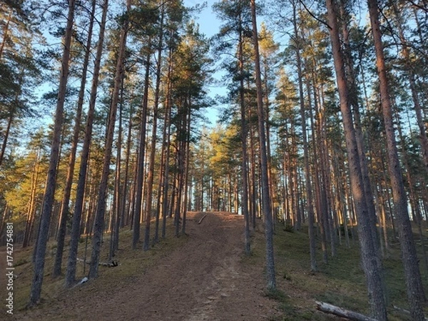 Obraz sunset in a pine forest