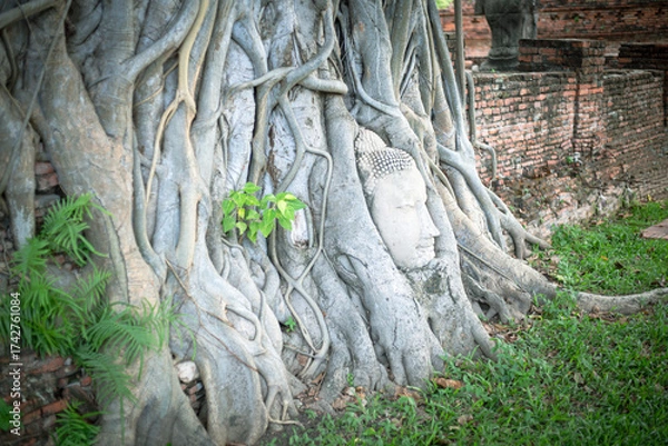 Fototapeta Buddha Head In The Roots Of A Bodhi Tree famous landmark in Ayutthaya, Thailand