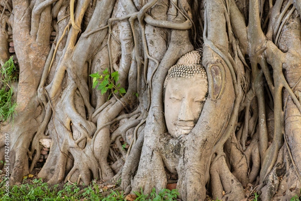 Fototapeta Buddha Head In The Roots Of A Bodhi Tree famous landmark in Ayutthaya, Thailand
