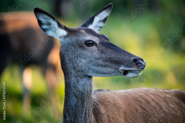 Fototapeta Deer with sun in the rear