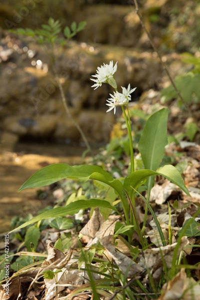 Fototapeta Forest Flower